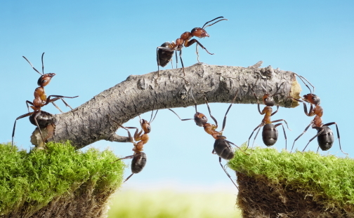 Приметы о животных и погоде