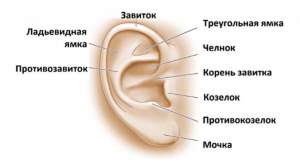 Как устроена ушная раковина