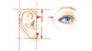 Какое строение ушей является нормальным с точки зрения эстетики
