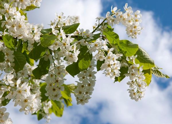 Приметы о погоде с участием растений Приметы о погоде с участием растений