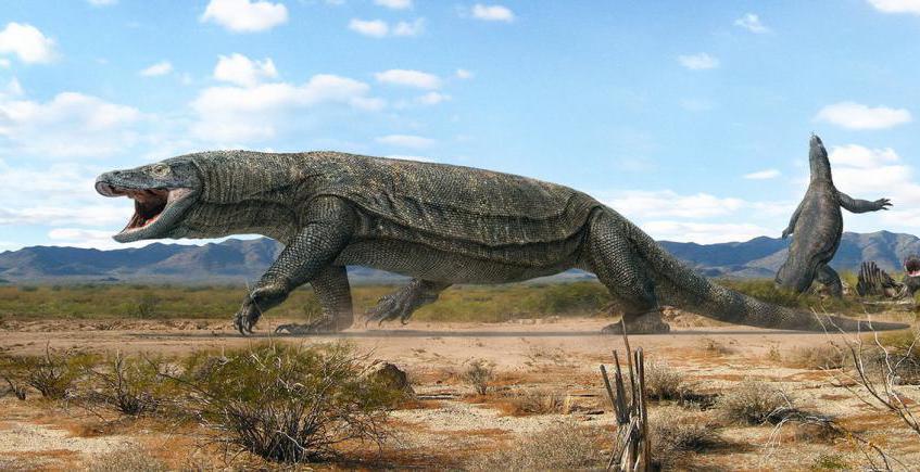 Гигантские ящерицы
