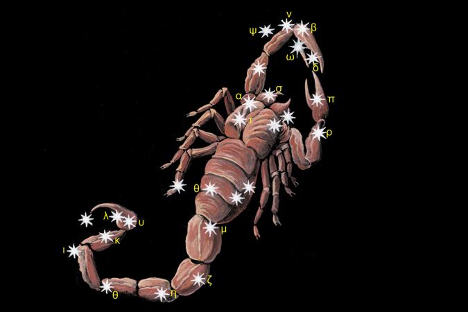 созвездие скорпиона