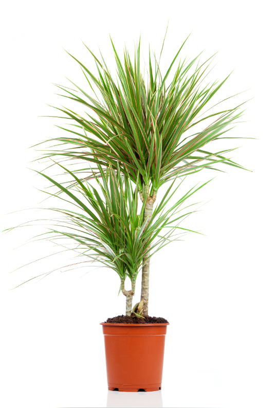 Драцена цветок