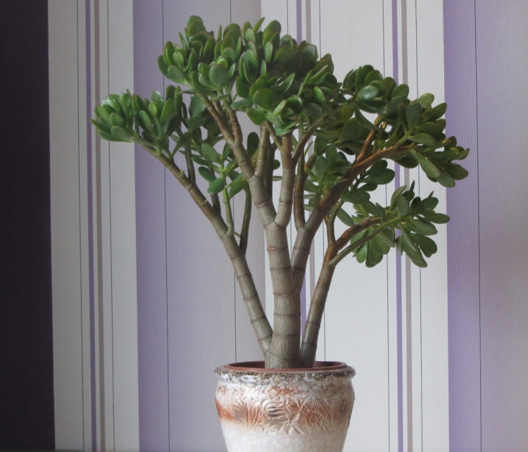 Денежное дерево Денежное дерево