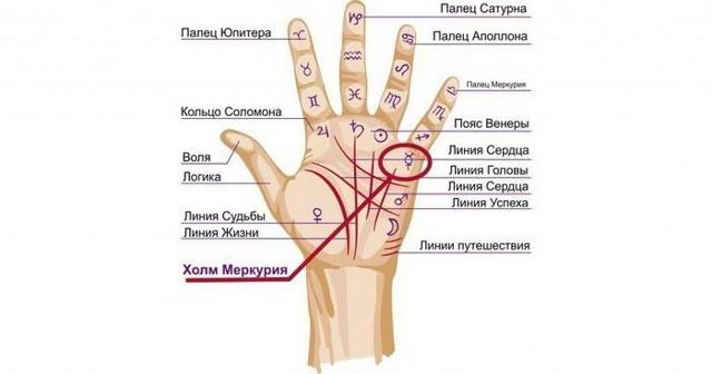 Линия карьеры на ладони: хиромантия, значение, расшифровка