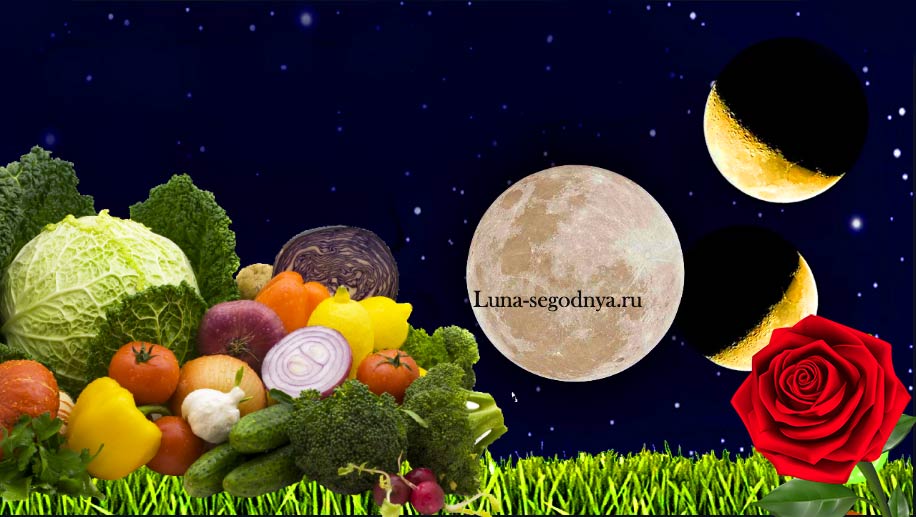 Сад и огород