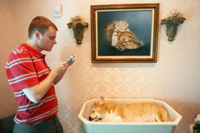 Можно ли фотографировать собаку после эвтаназии в память